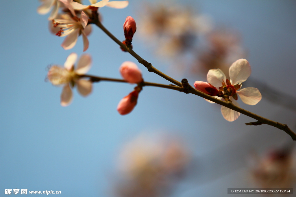 桃花