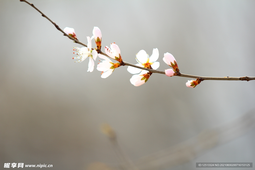 桃花