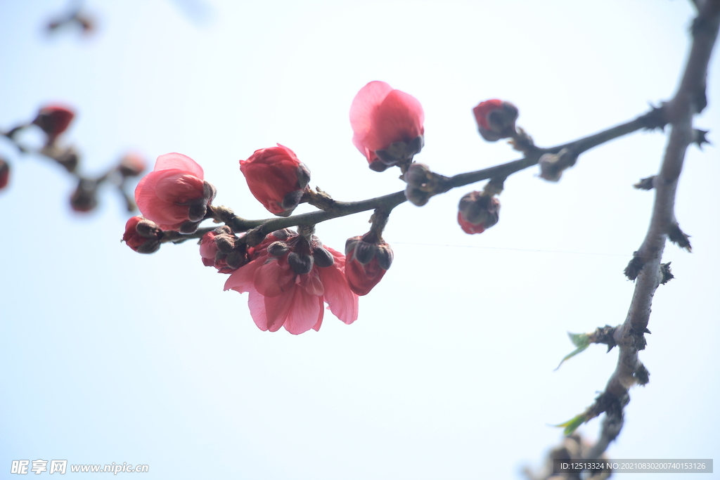 桃花