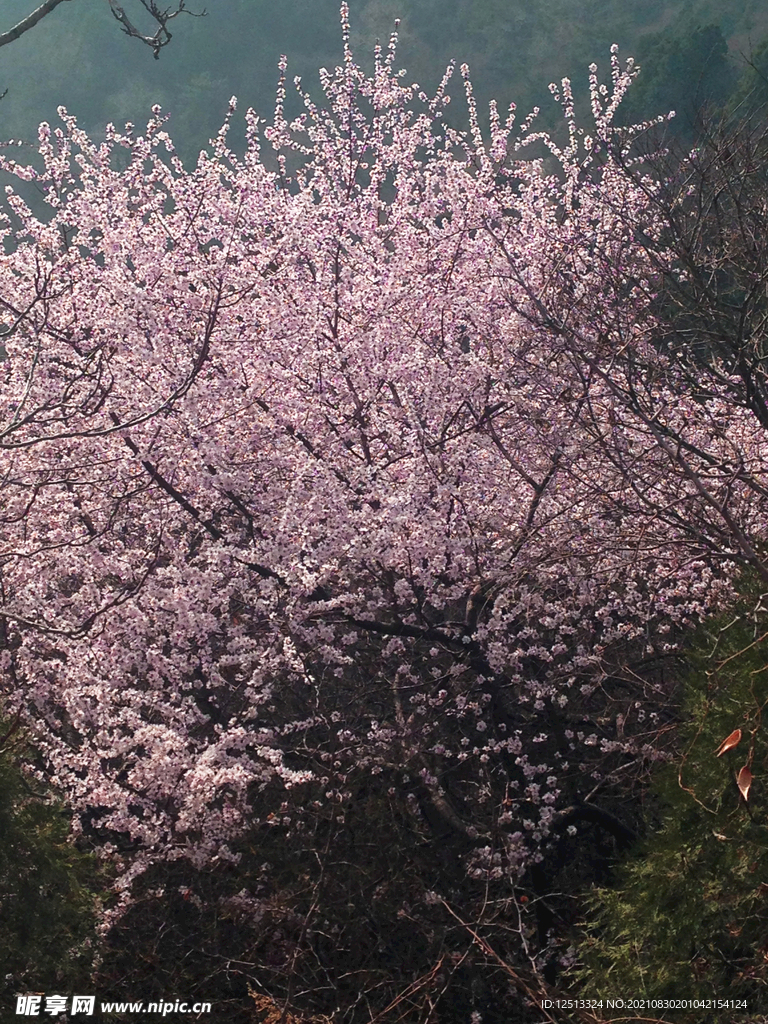 桃花