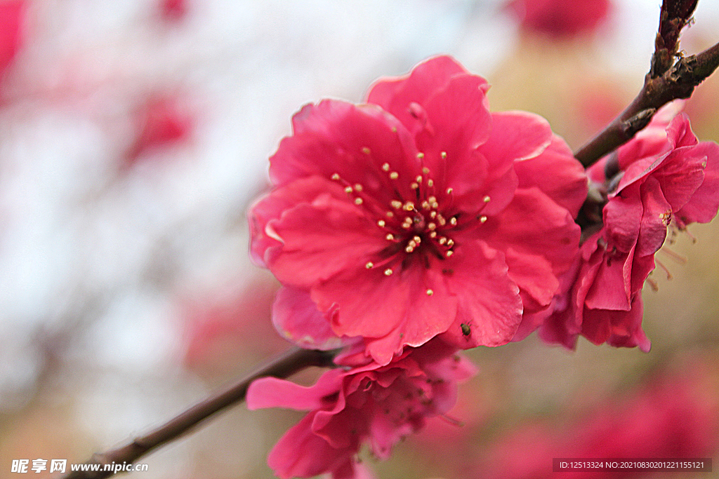 梅花