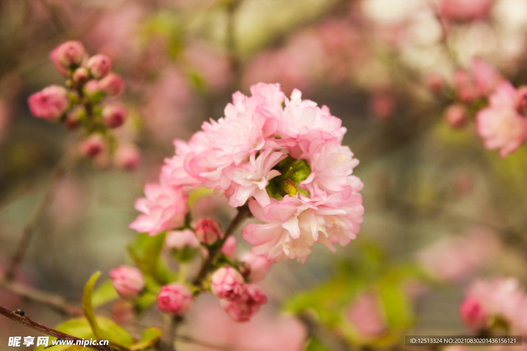 花