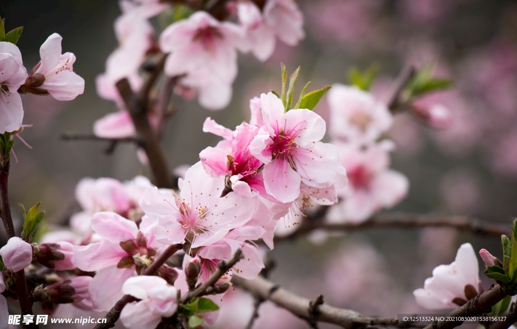 桃花