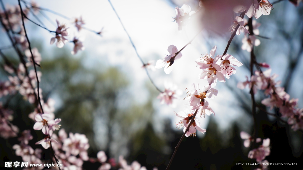 桃花