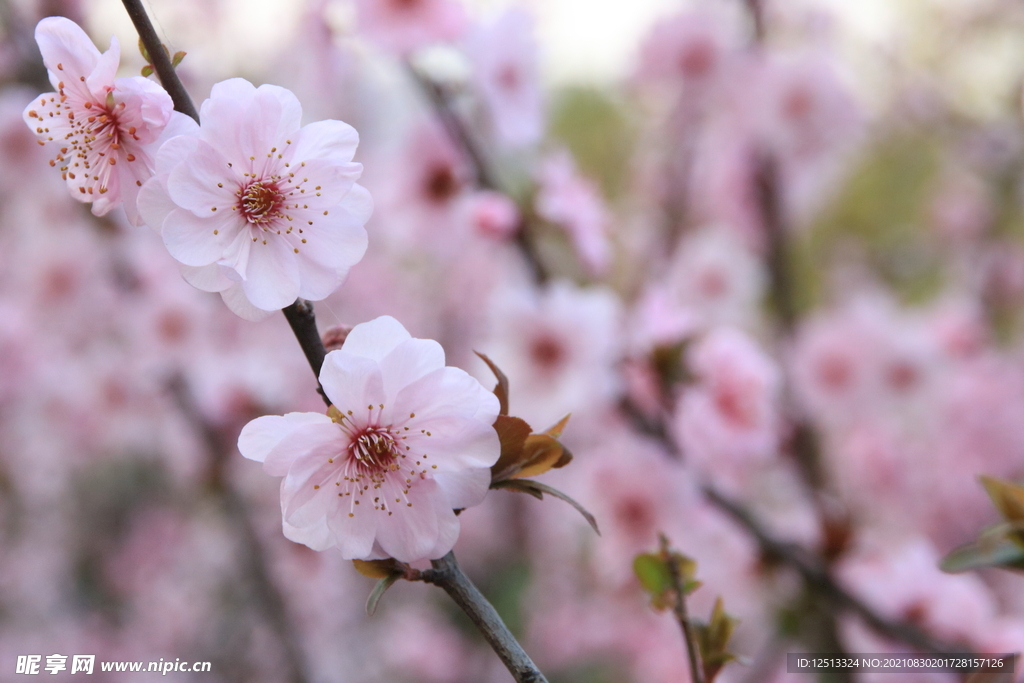 桃花