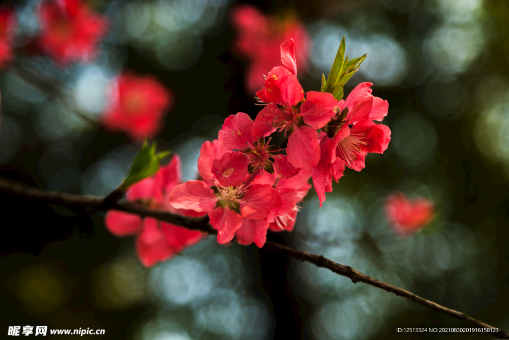 花