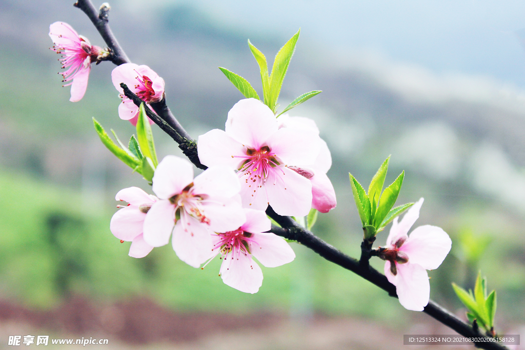 桃花