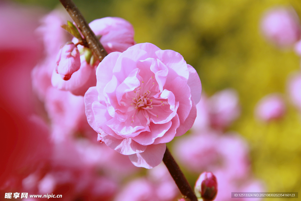 桃花