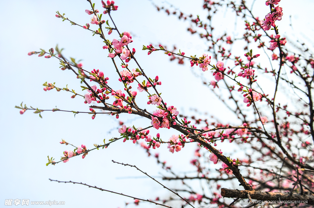 桃花