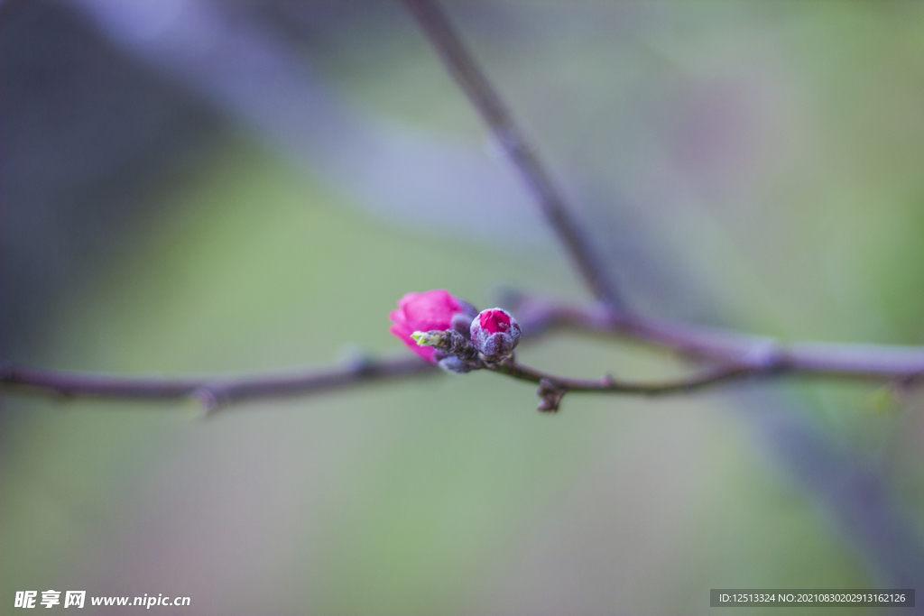 梅花