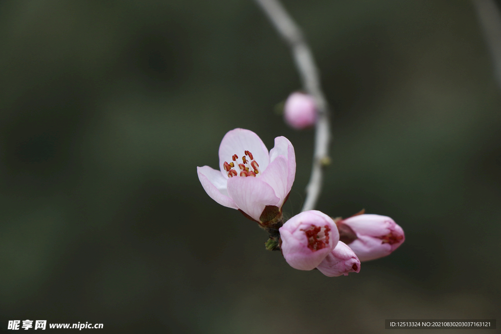 桃花