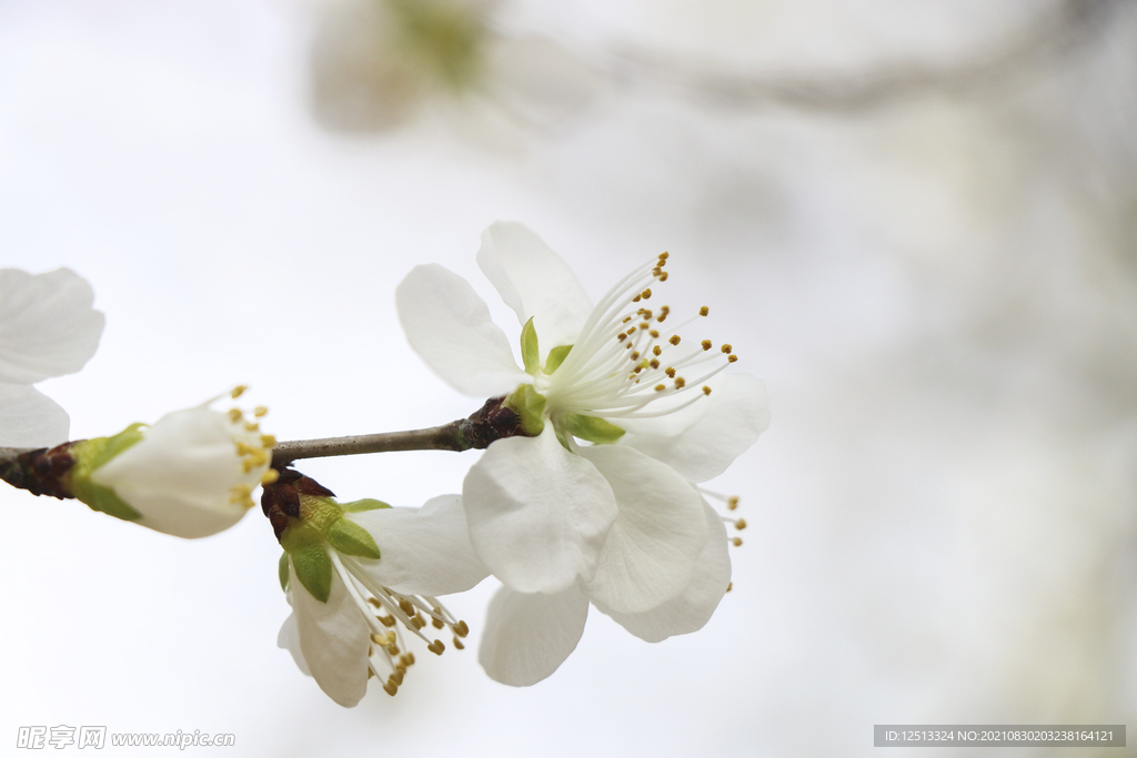 梨花