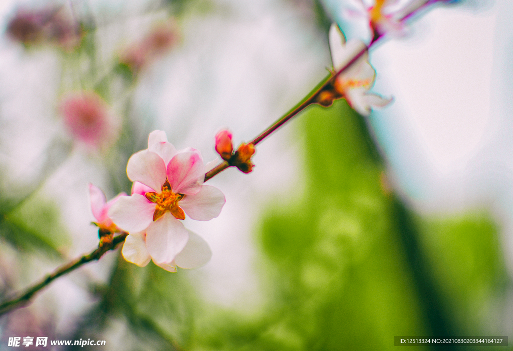 桃花