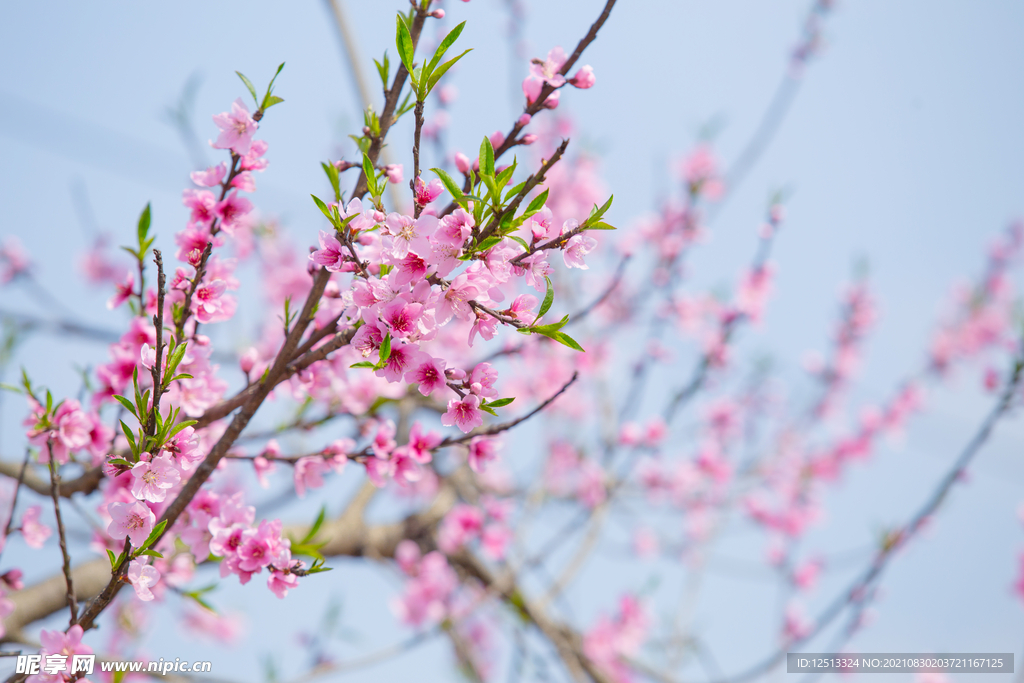 桃花