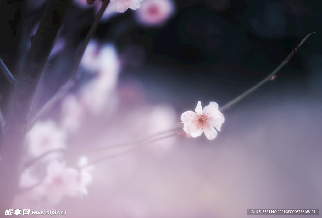 桃花