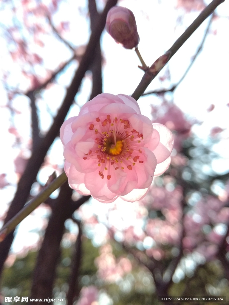 桃花