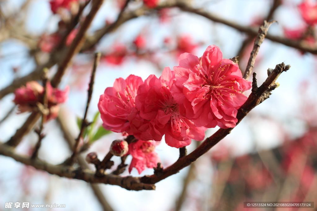 桃花