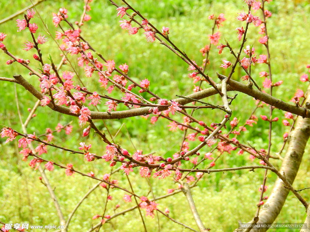 桃花