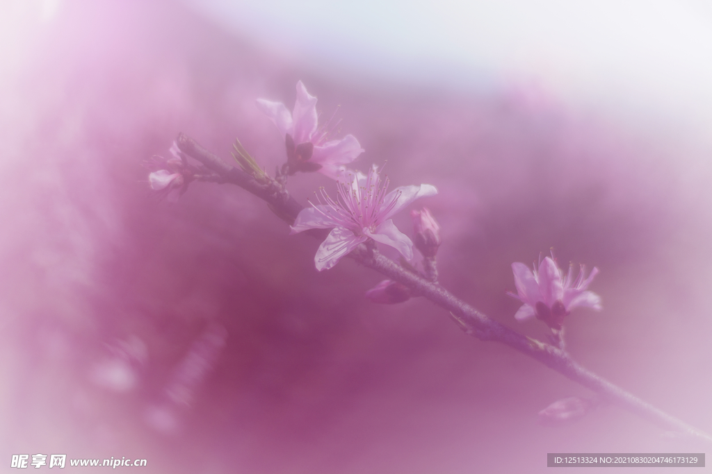桃花