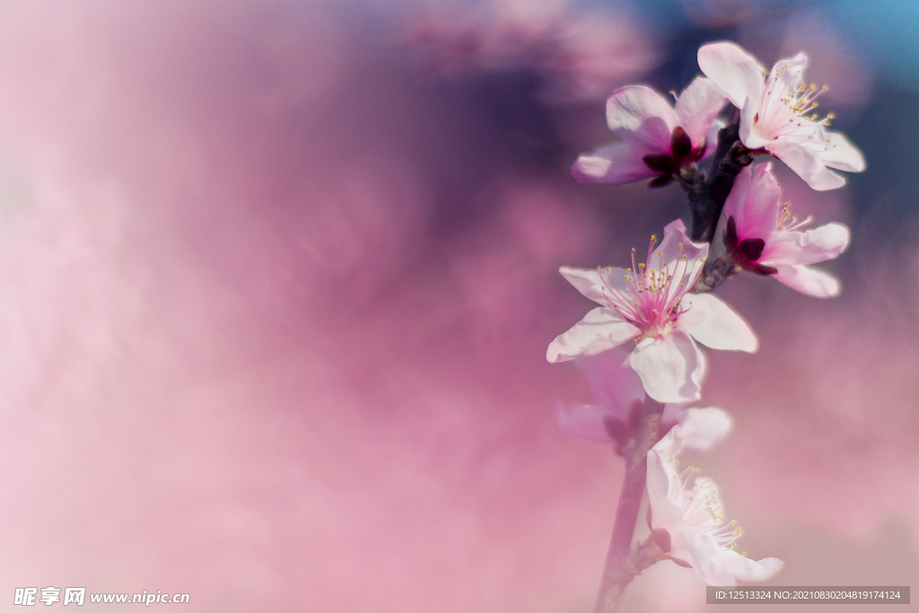桃花
