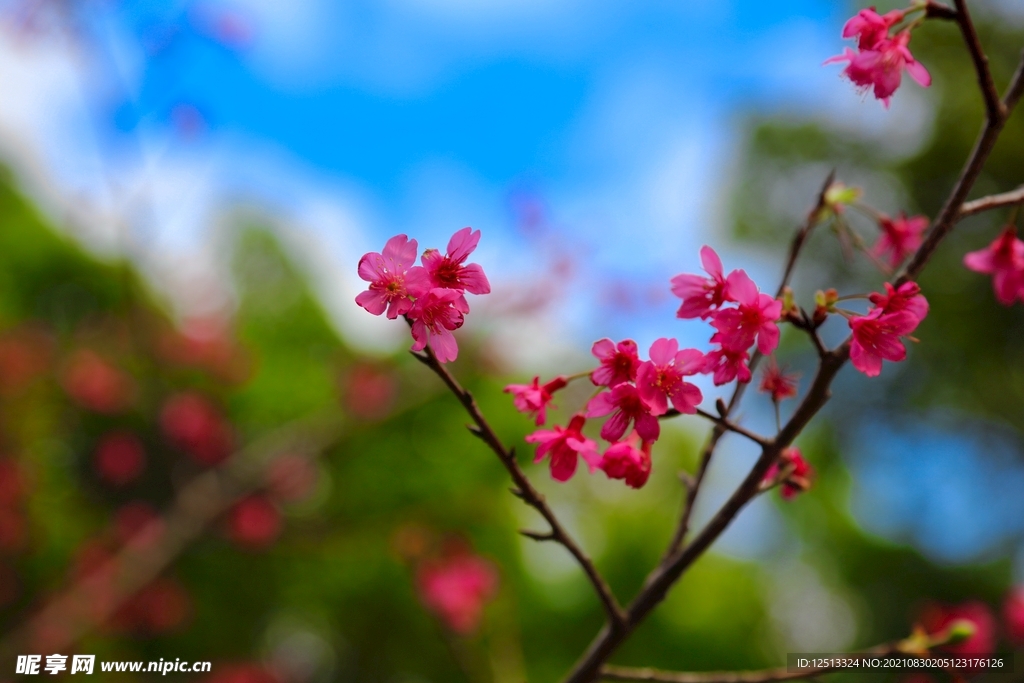 花