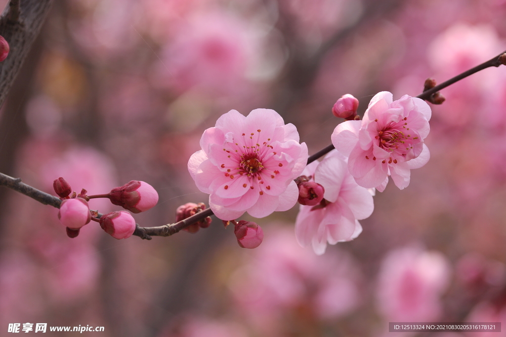 桃花