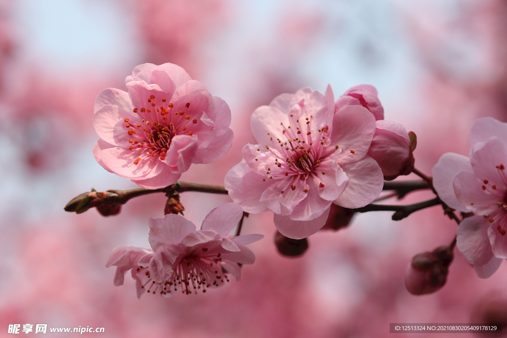 桃花