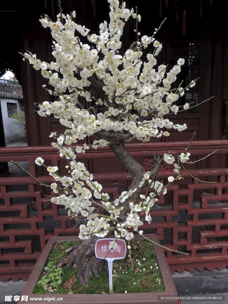 桃花
