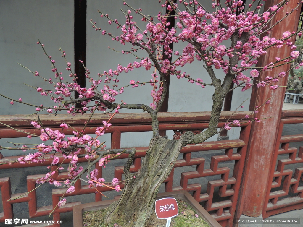 桃花