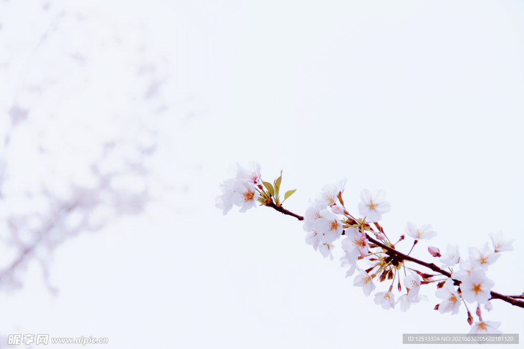 桃花