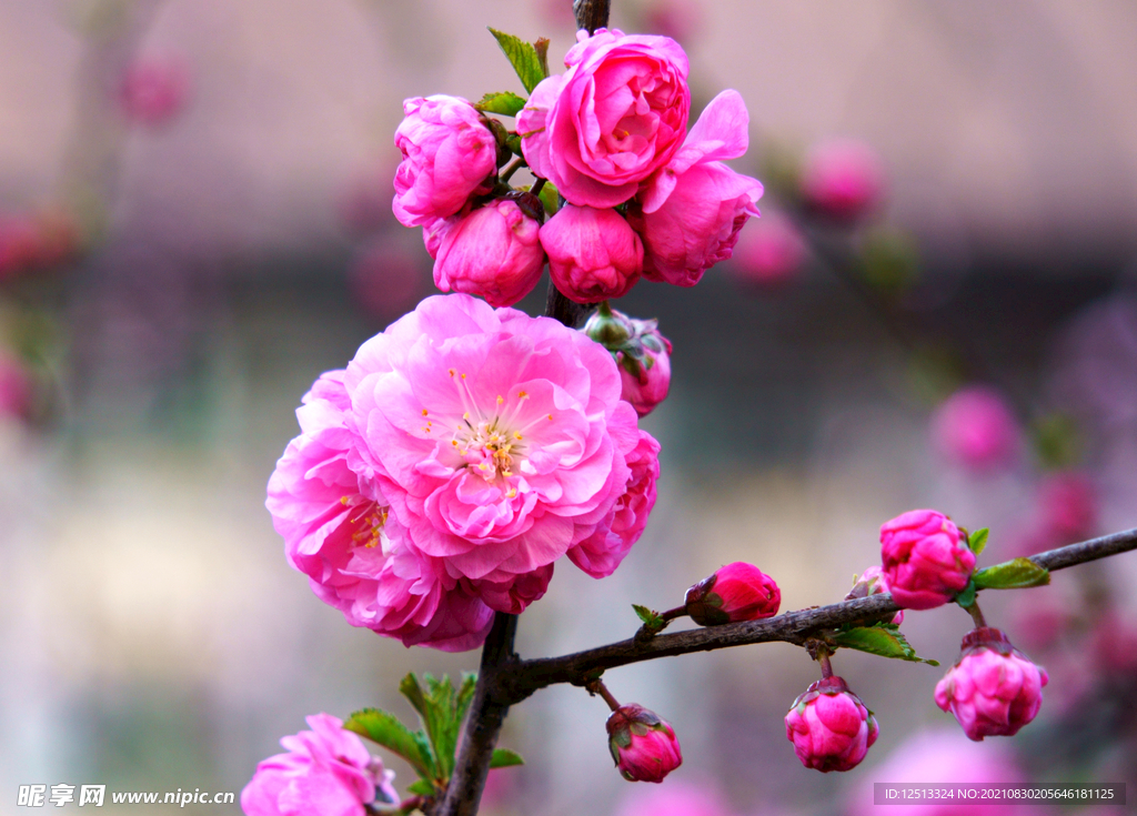桃花