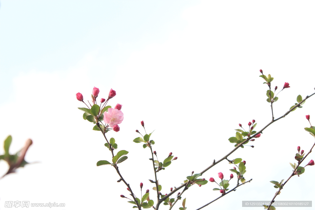 桃花