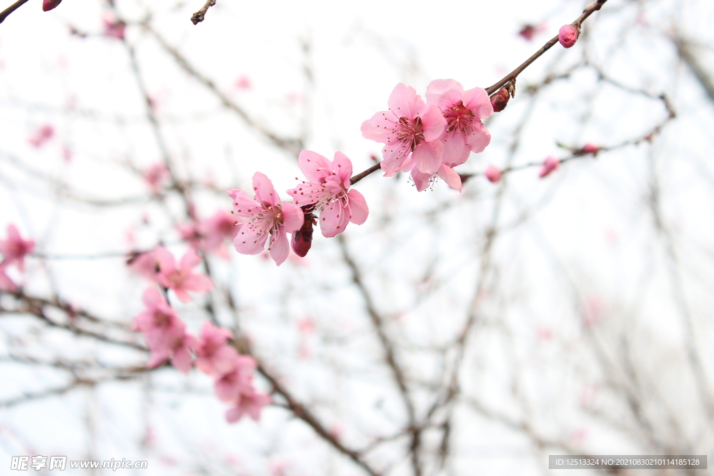 桃花