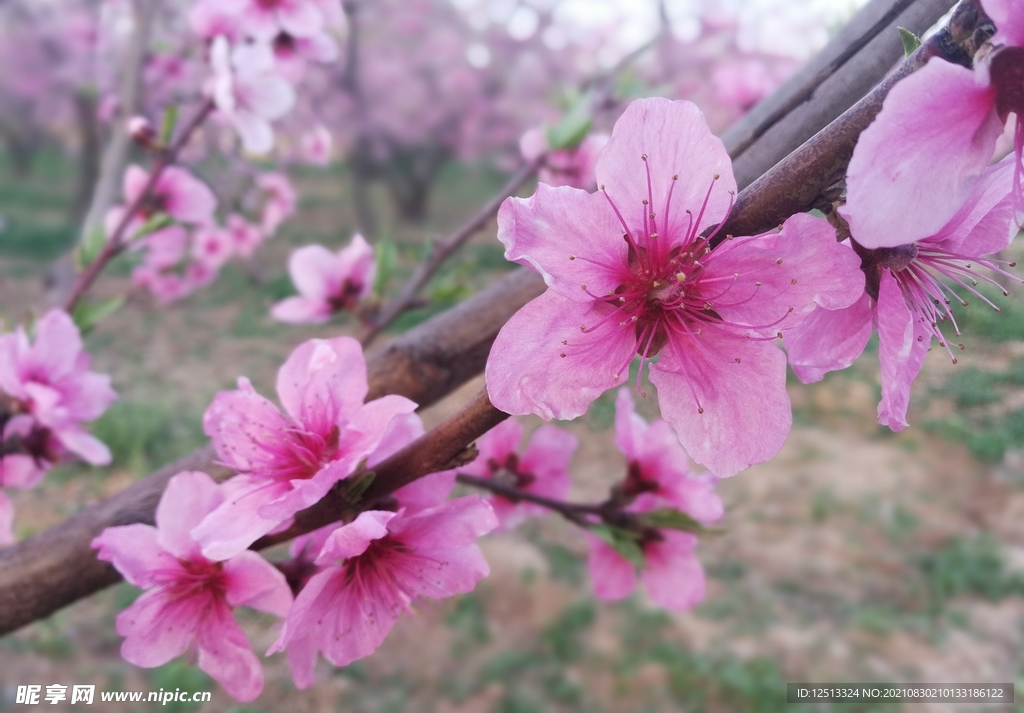 桃花