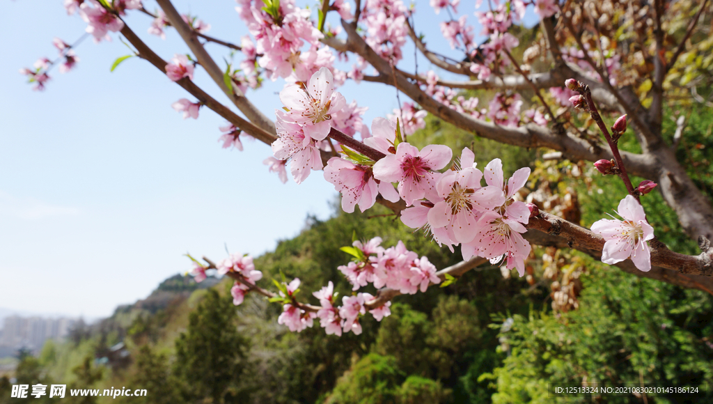 桃花