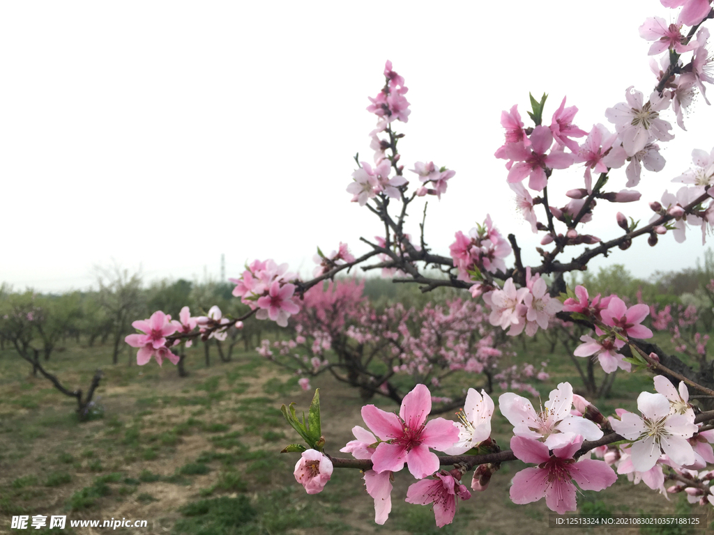 桃花