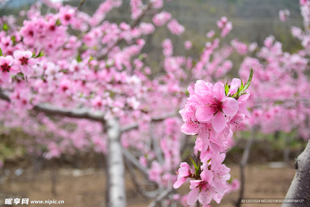 桃花