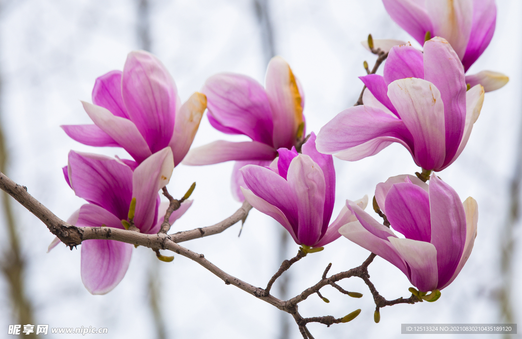 桃花