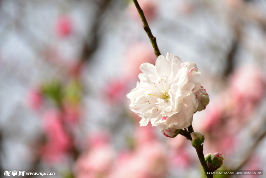 桃花