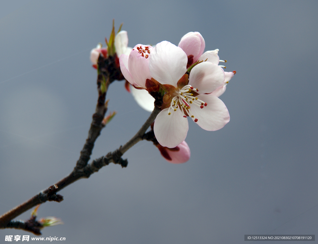 桃花