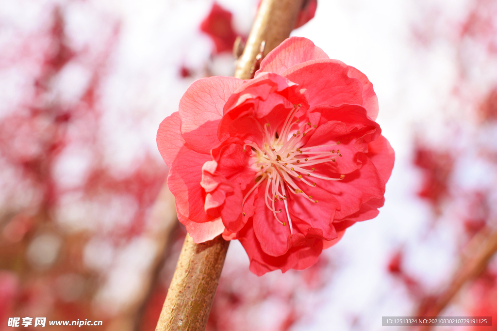 花