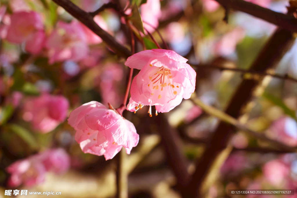桃花