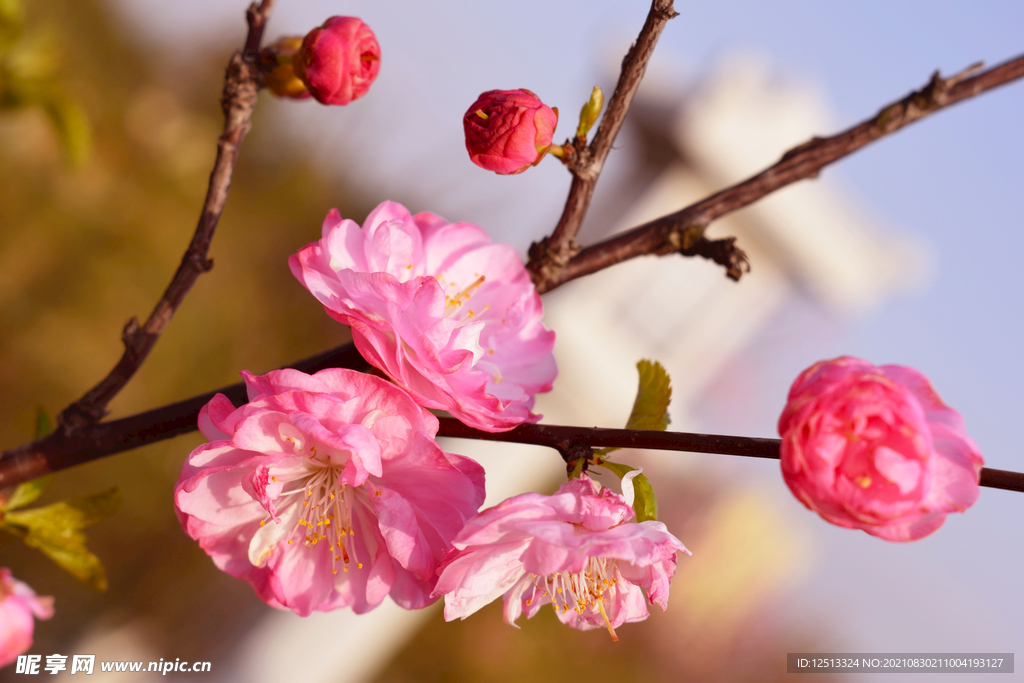 桃花