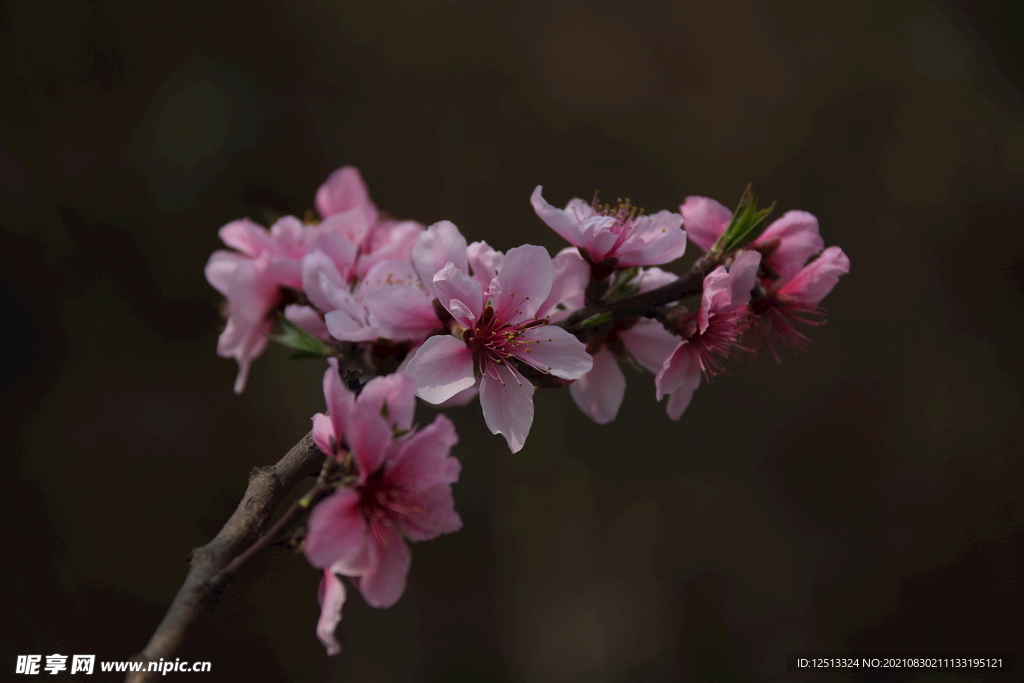 桃花