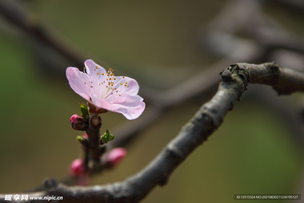 桃花