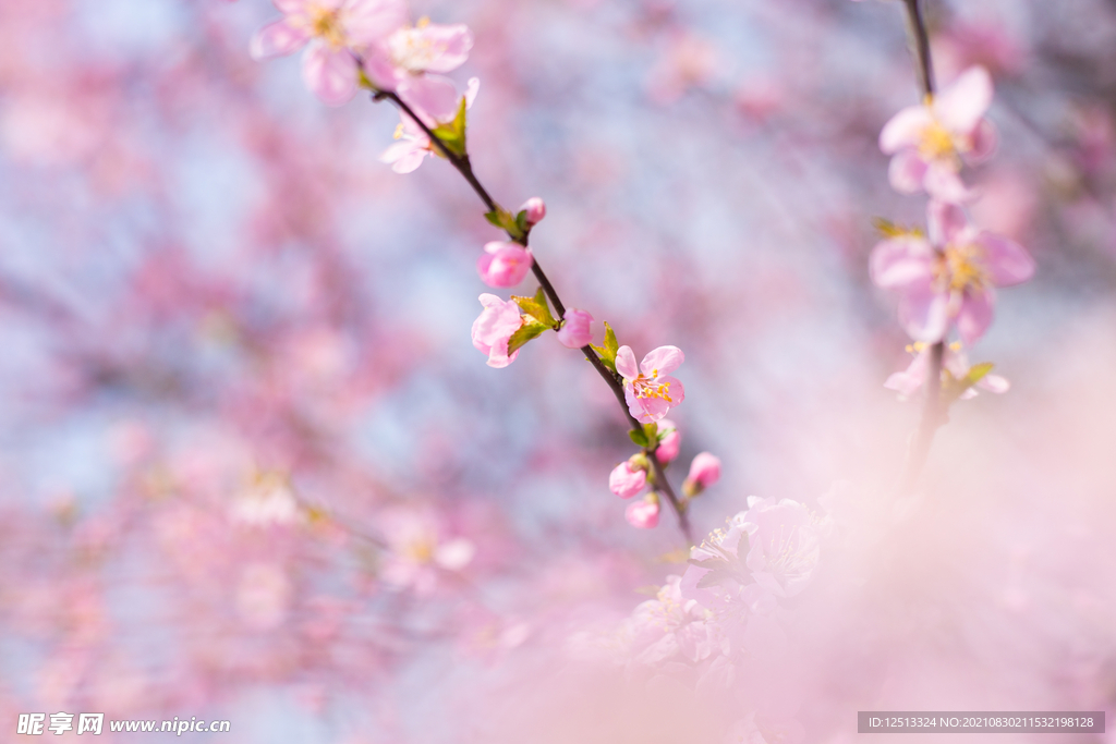 桃花