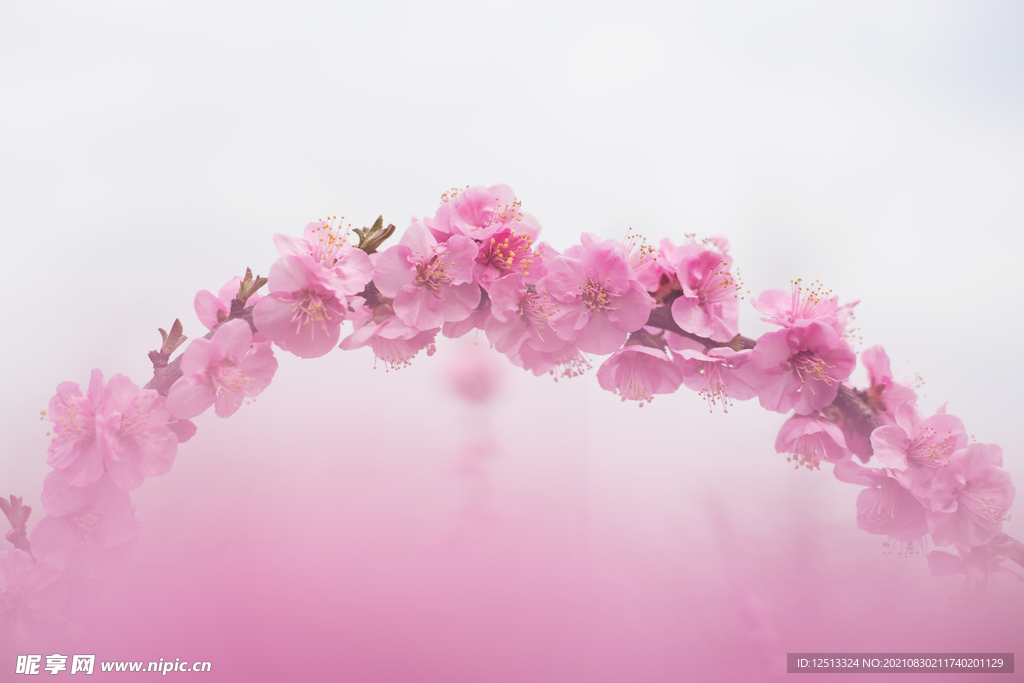 桃花
