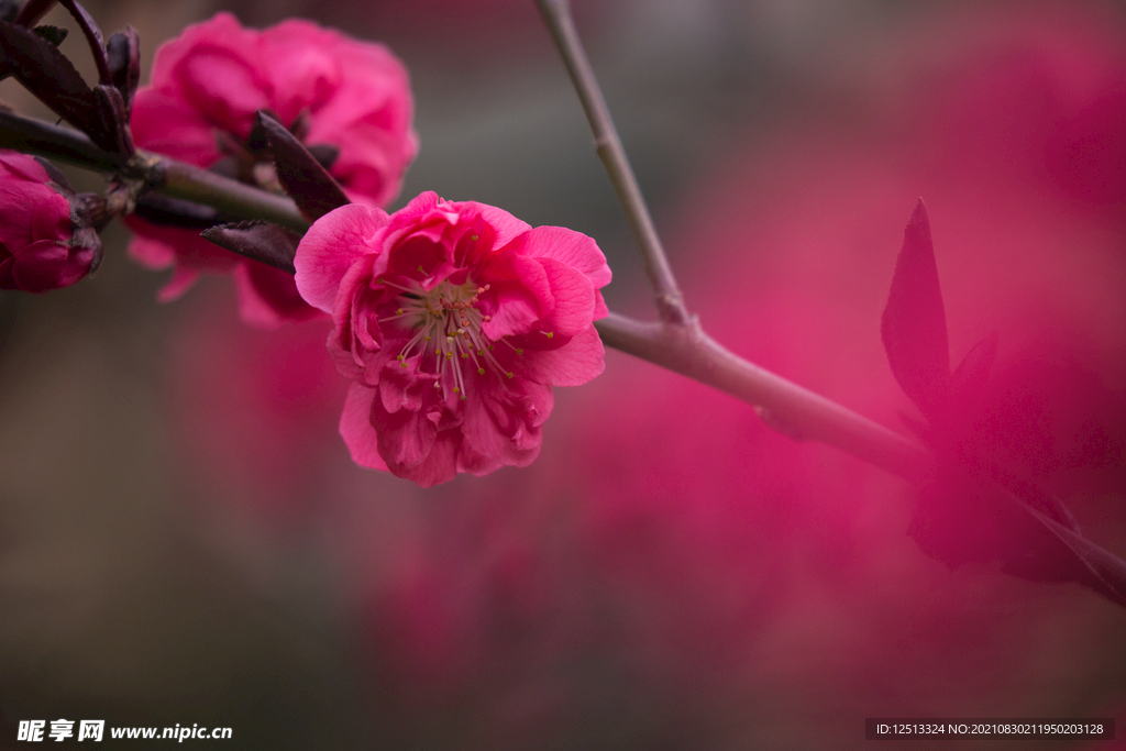 桃花