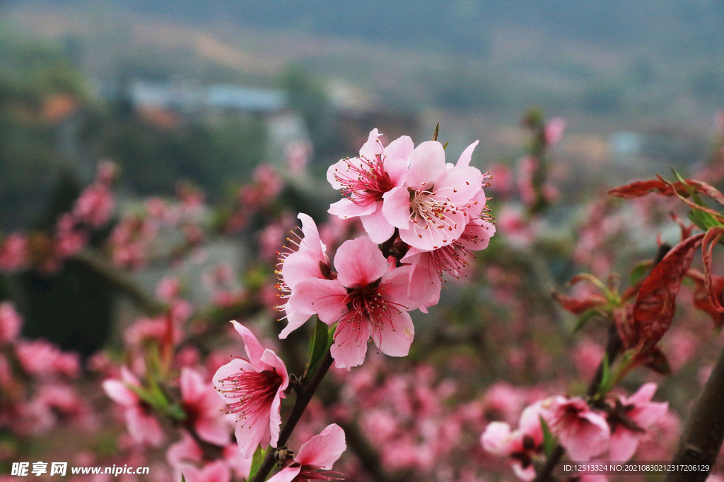 桃花