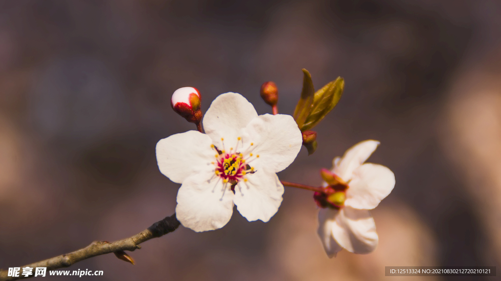 桃花